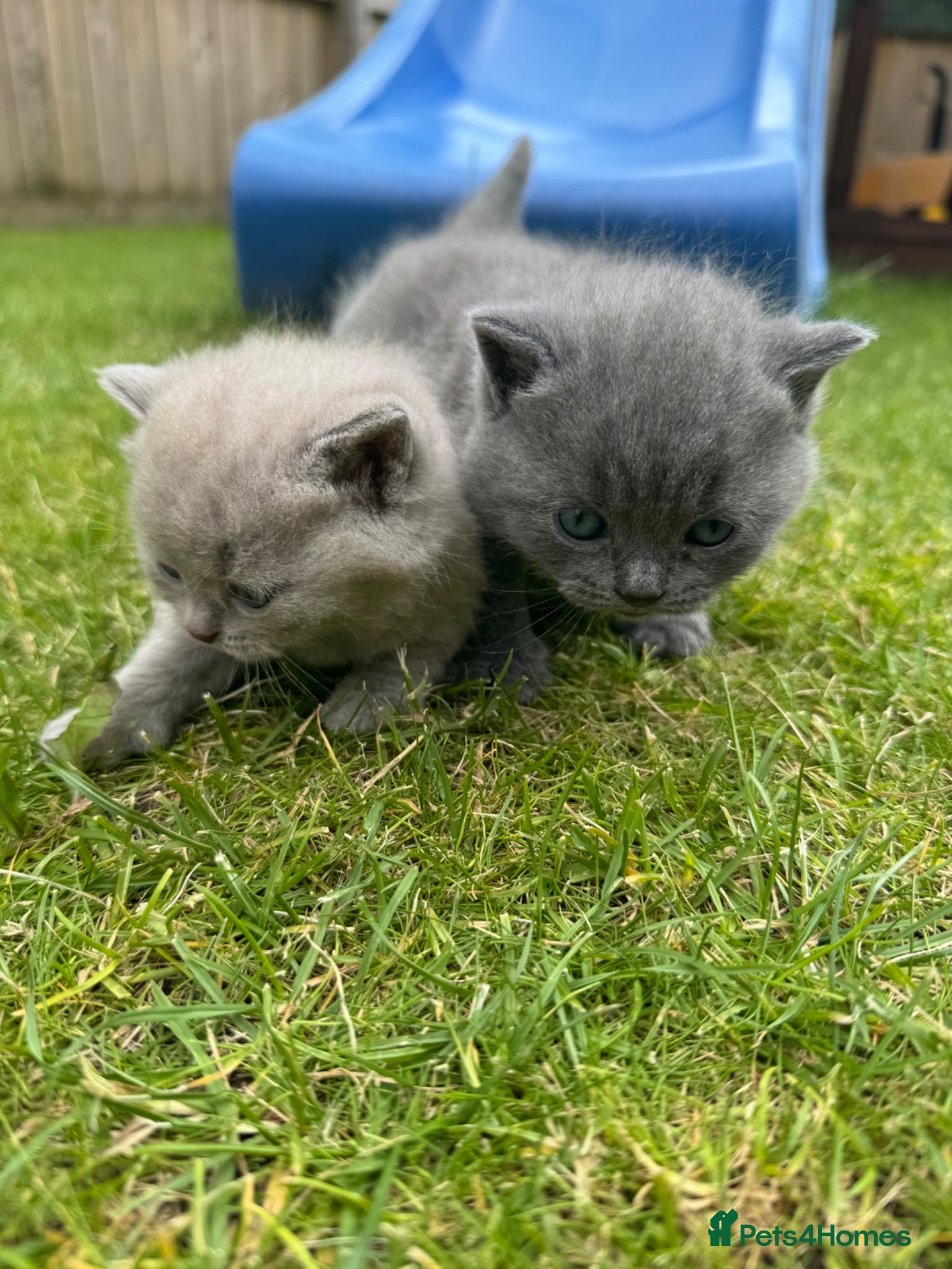 British Shorthair cats 2 British shorthair Kittens  - Advert 5