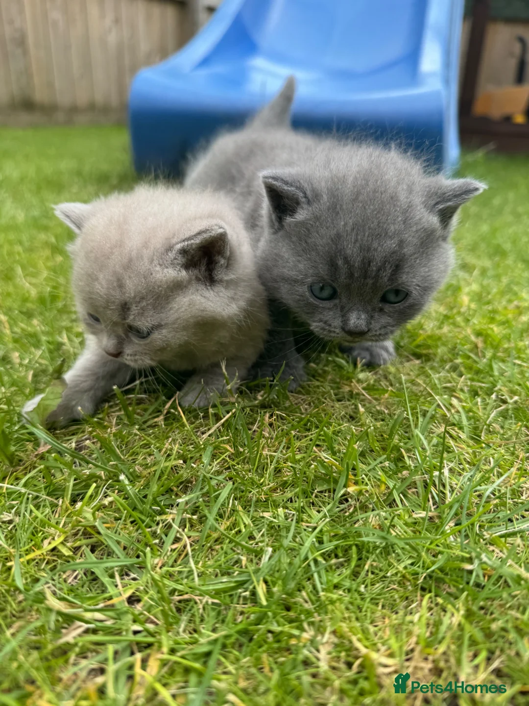British Shorthair cats for sale: 2 British shorthair Kittens  in Manchester - Advert 1