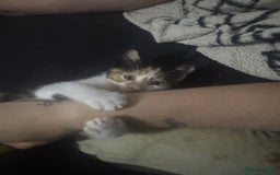 Mixed Breed cats for sale: Ginger kitten  - Image 4
