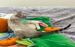 Bengal cats for sale: OUTSTANDING TICA reg BENGAL KITTENS - Image 30
