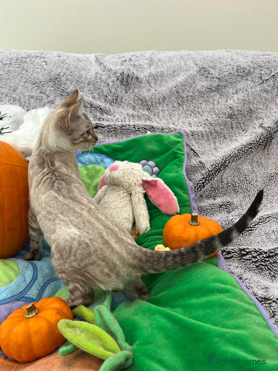 Bengal cats for sale: OUTSTANDING TICA reg BENGAL KITTENS - Image 30