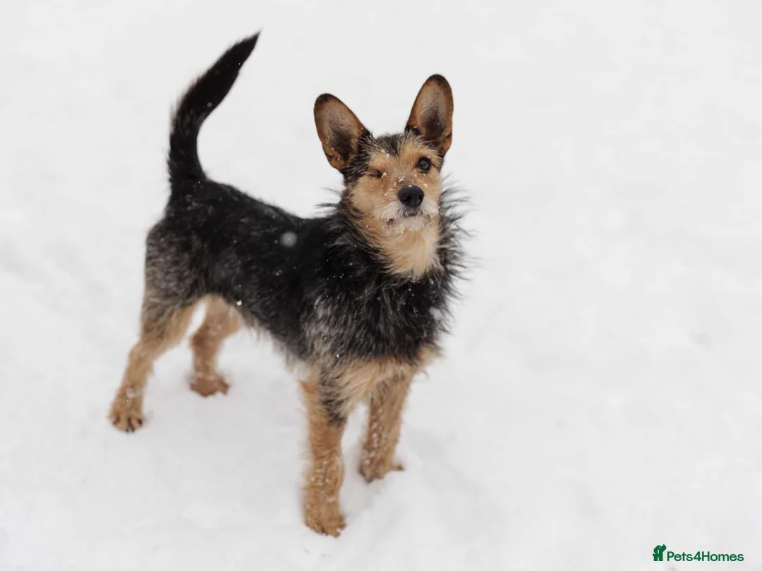 Mixed Breed dogs for adoption: 💙🐶 CHAPPY – a gentle heart who trusts 🐶💙 - Advert 7