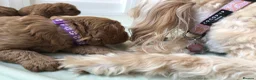 Cavapoo dogs for sale: Stunning red Cavapoo puppies  - Advert 11