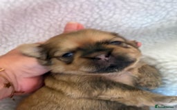 Zuchon dogs for sale: Zuchon pups - Image 7