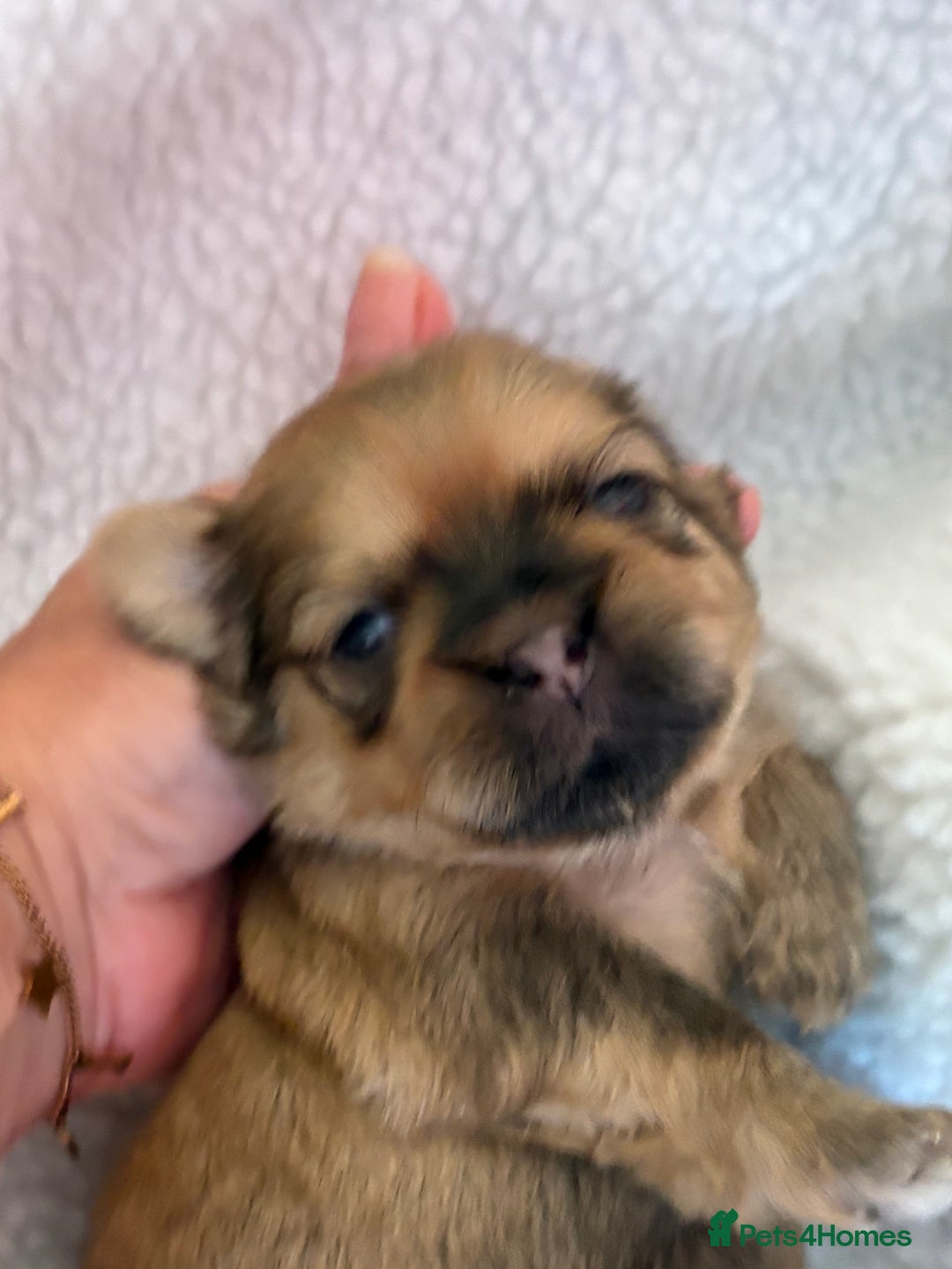 Zuchon dogs for sale: Zuchon pups - Image 7