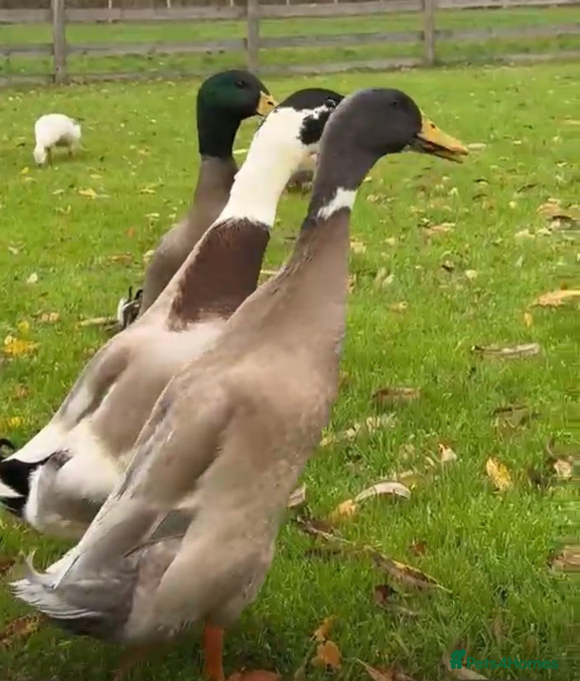Ducks poultry Mixed coloured runner drakes - Advert 1