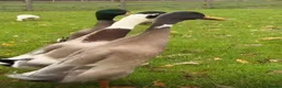 Ducks poultry for sale: Mixed coloured runner drakes - Advert 1
