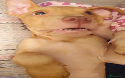 American Bull Staffy dogs for sale: Last 2 baby boys needing their forever home - Image 9