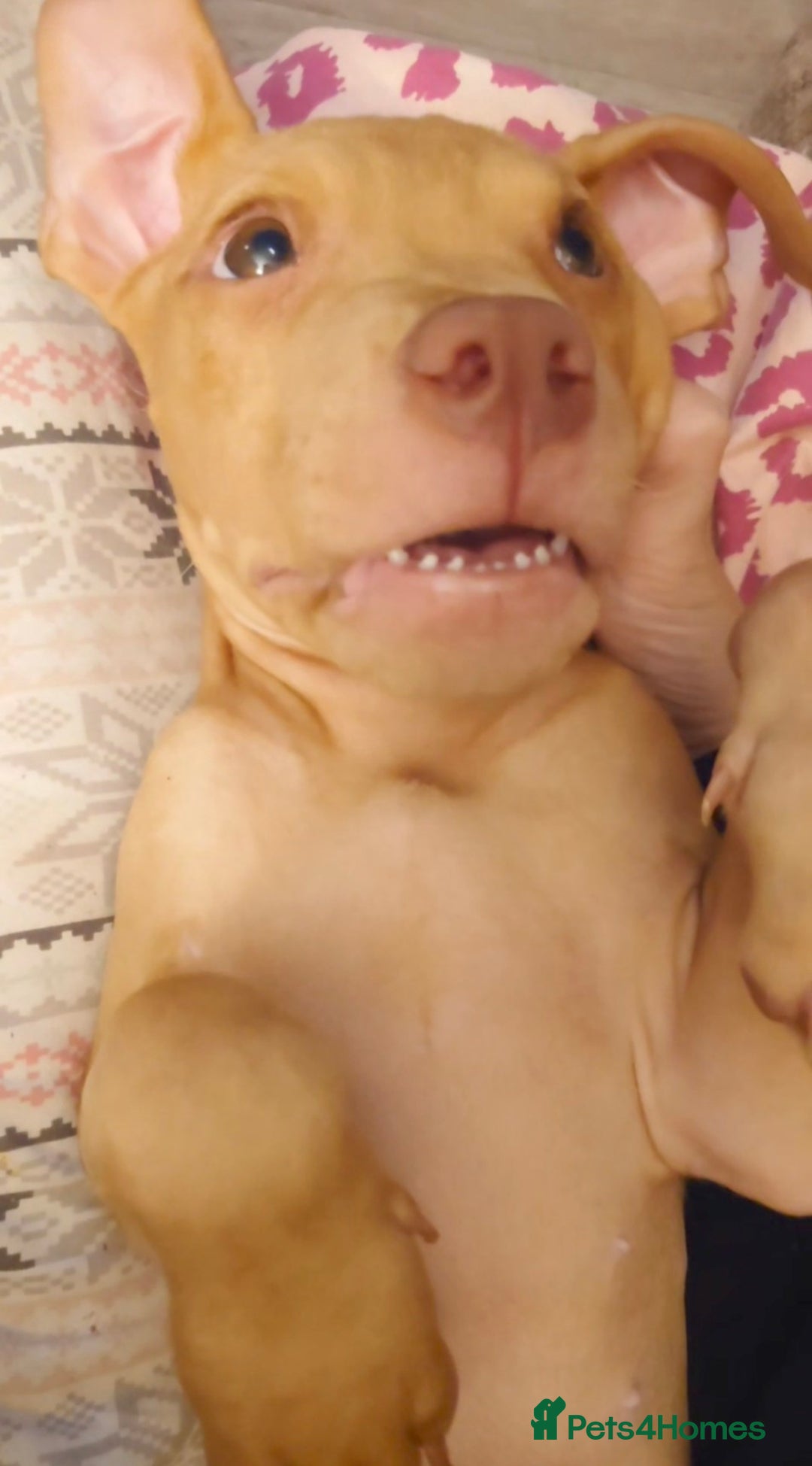 American Bull Staffy dogs for sale: Last 2 baby boys needing their forever home - Image 9