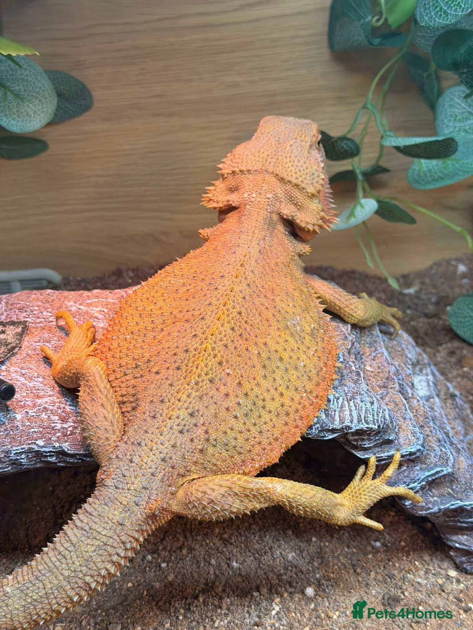 Mixed Breed reptiles Stunning Exotic Reptile Pets & Full Habitats - Advert 9