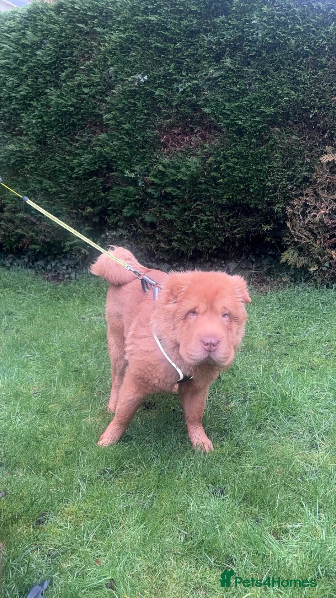 Shar Pei dogs for sale: Top quality bear coat sharpei  - Advert 3