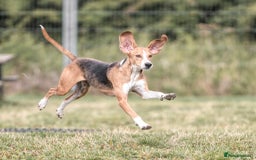 Mixed Breed dogs for adoption: Sweet Kody is ready for his forever sofa - Image 6