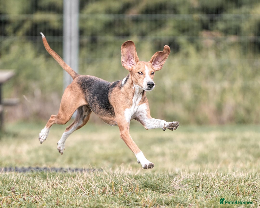Mixed Breed dogs for adoption: Sweet Kody is ready for his forever sofa - Image 6