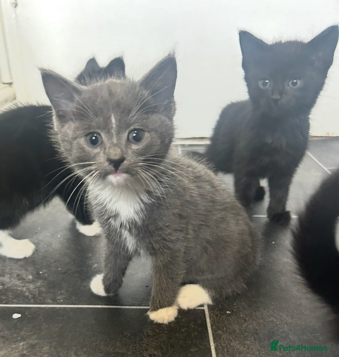 Mixed Breed cats looking for their forever home  - Advert 2