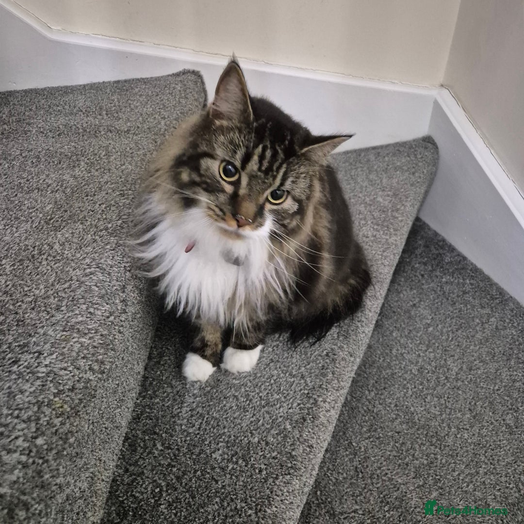 Mixed Breed cats for sale: Friendly Mixed-Breed Male Cat - Advert 10