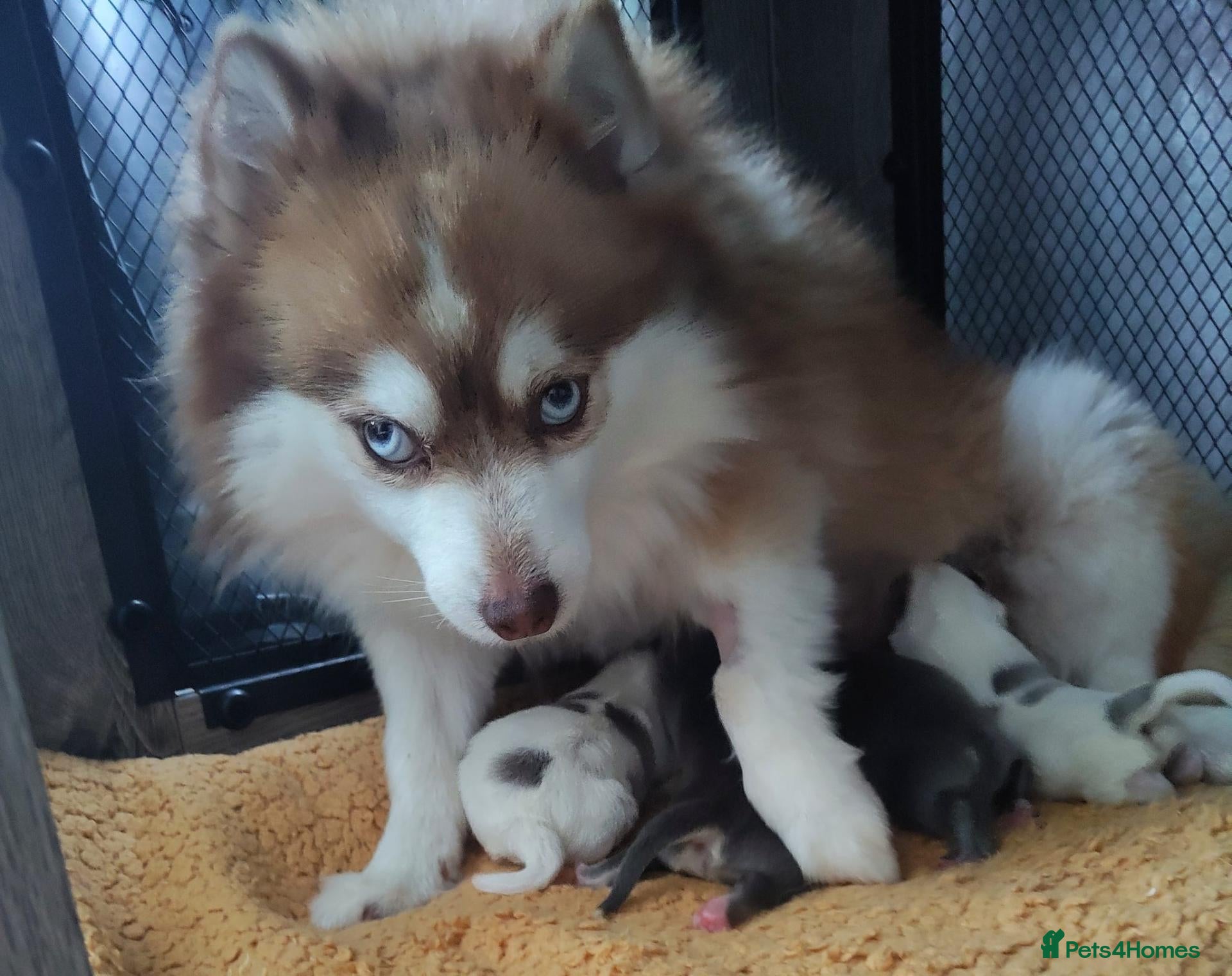 Pomsky dogs for sale: Micro F4 blue pomsky pup's  - Advert 16