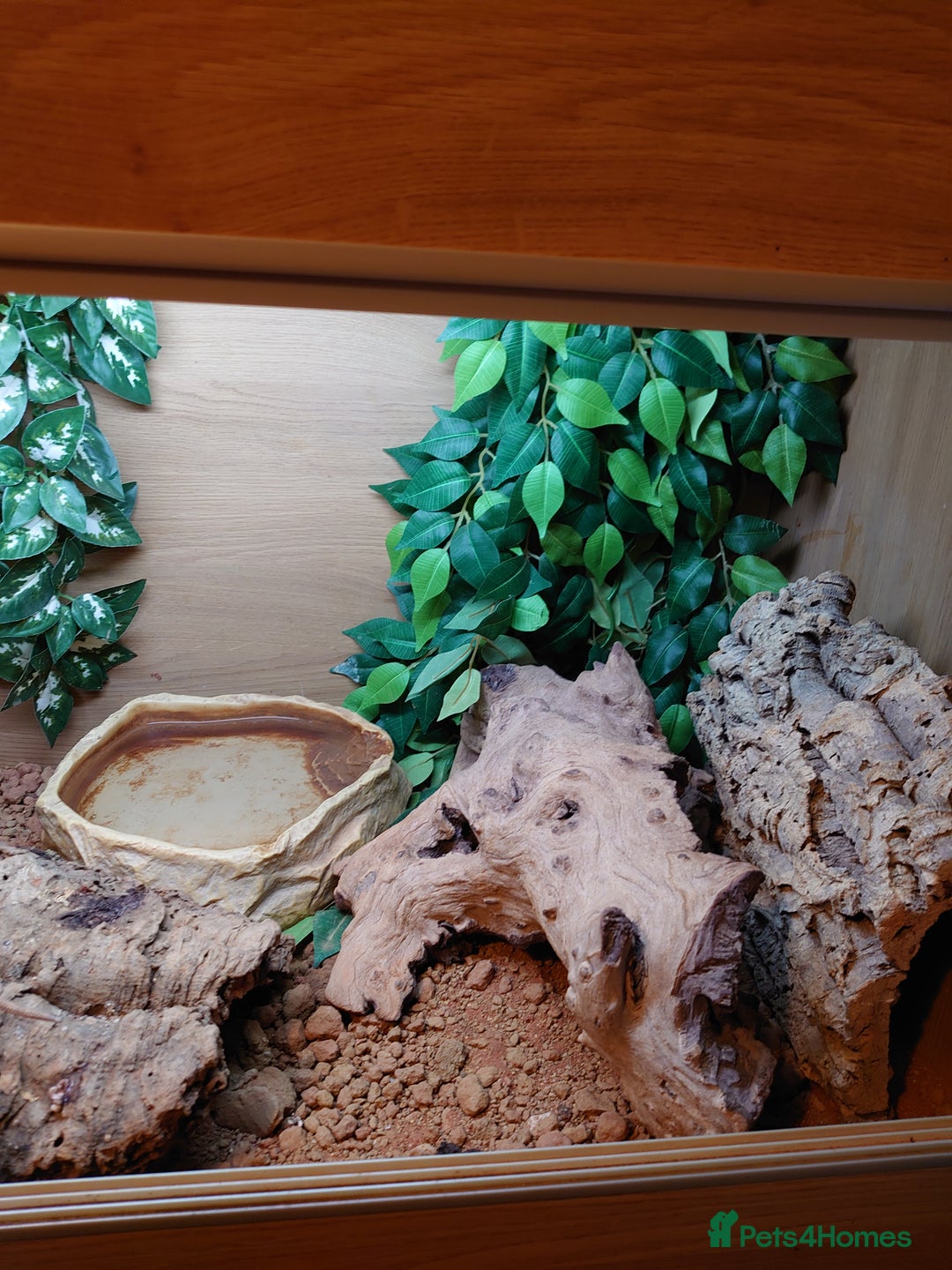 Bearded Dragon reptiles for sale: Bearded dragon and vivarium  - Image 6