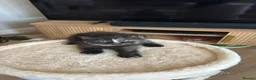 British Shorthair cats for sale: Cute BSH Kittens  - Advert 13