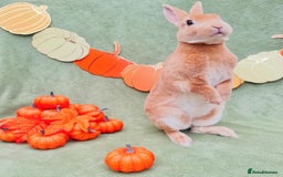 Rex rabbits for sale: Show Quality Mini Rex Orange Buck - Image 1