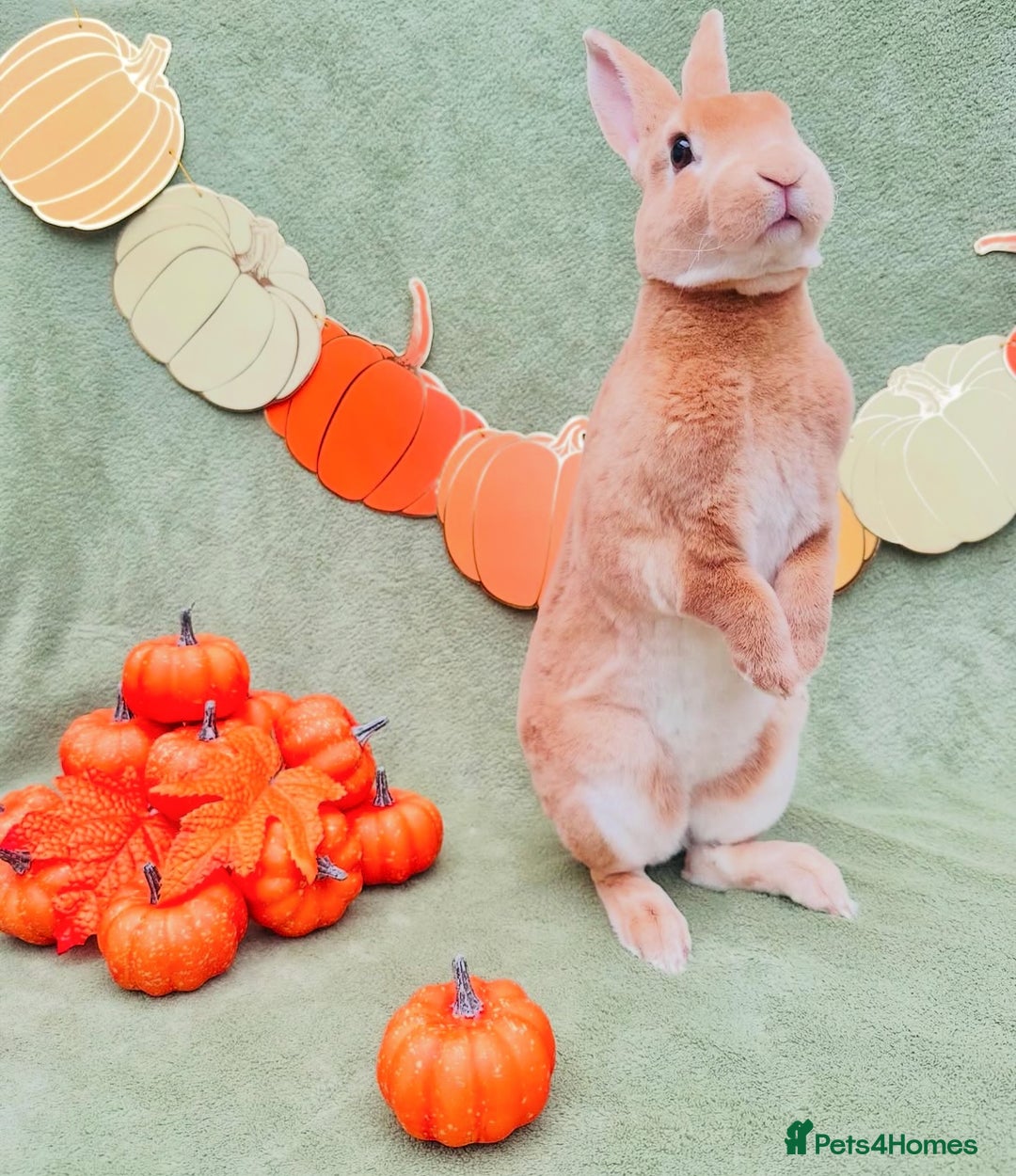 Rex rabbits for sale: Show Quality Mini Rex Orange Buck - Image 1