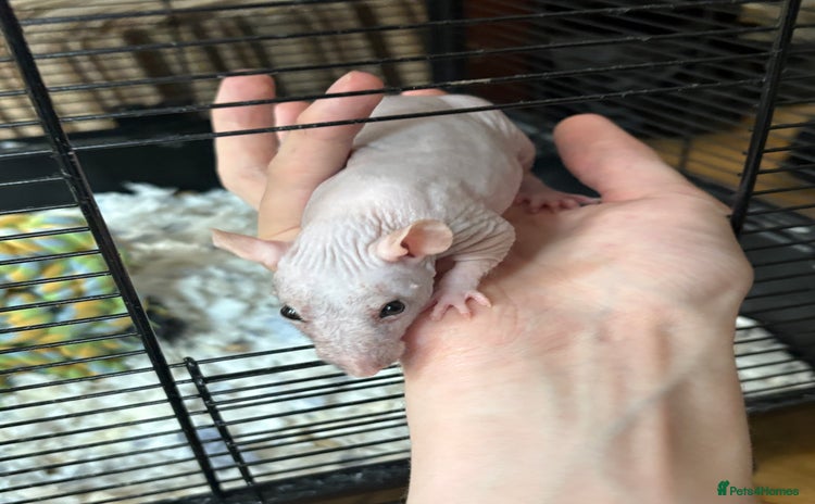 Rat rodents - Advert 7