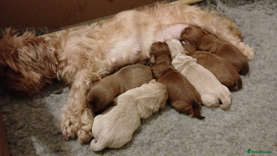 Shih Tzu dogs for sale: 🍫CHOCOLATE KC REG IMPERIALS BEST LINES🍫 - Advert 2