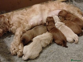 Shih Tzu dogs 🍫CHOCOLATE KC REG IMPERIALS BEST LINES🍫 - Advert 1