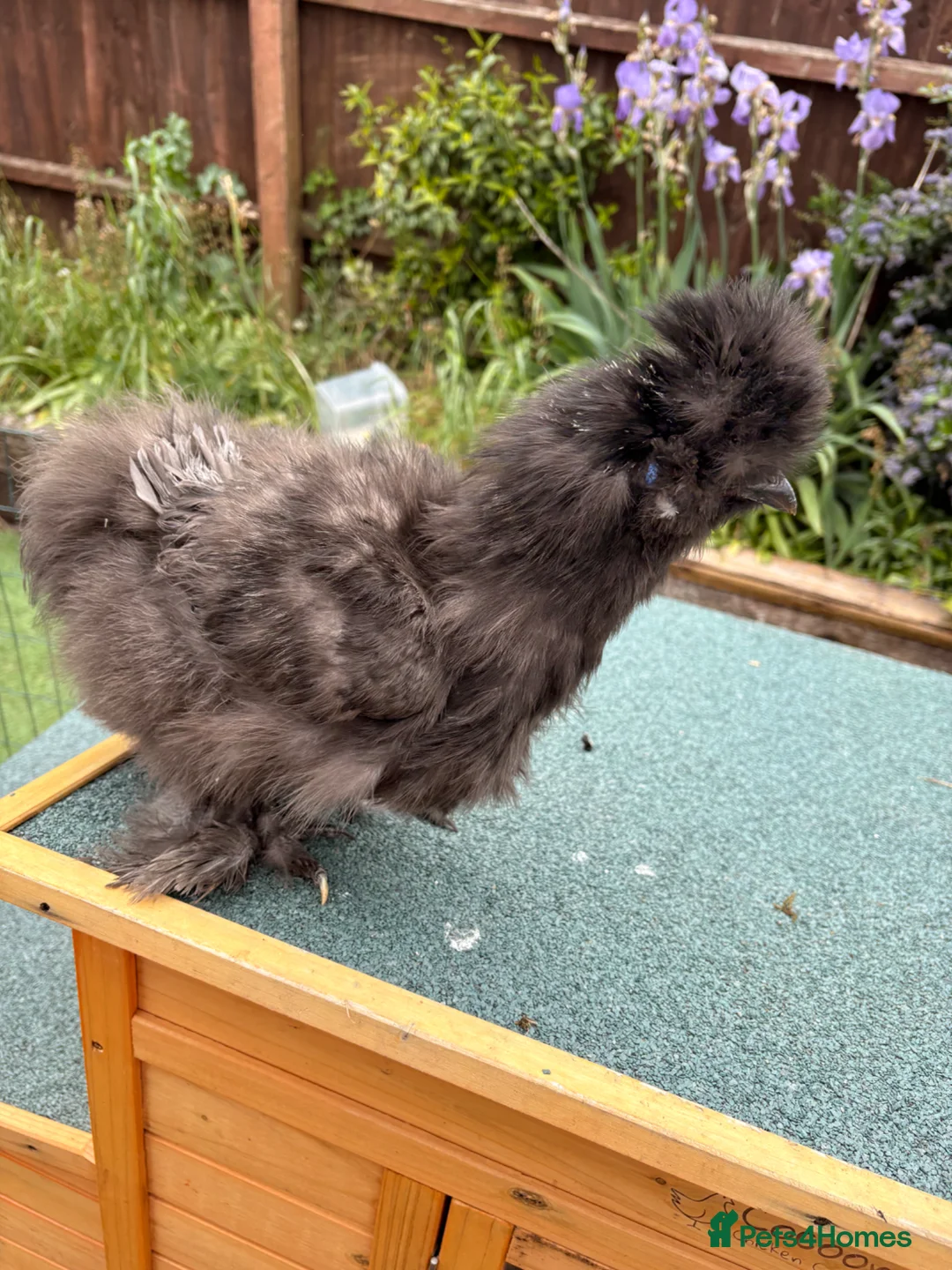 Chickens poultry for sale: Beautiful silkie cockerel   in Trowbridge - Advert 2