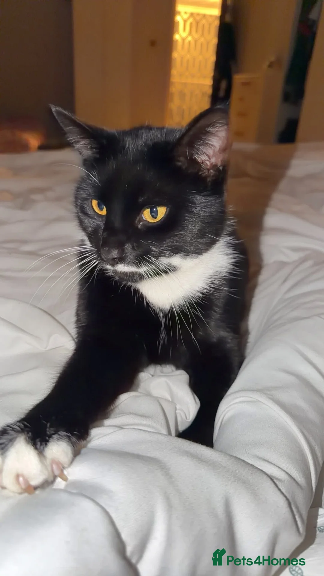 Mixed Breed cats for sale: Two brothers in Lowestoft - Advert 3