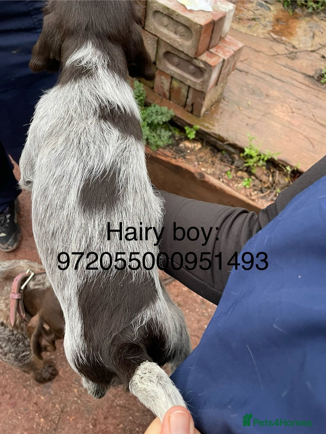 Mixed Breed dogs for sale: German pointer griffen pointer cross - Advert 7