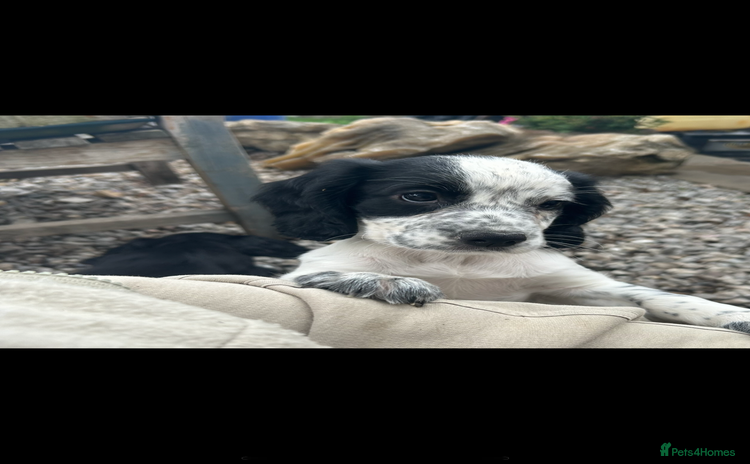 Cocker Spaniel dogs for sale - Advert 1