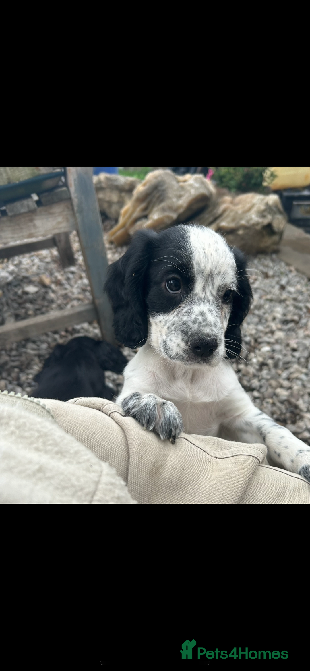 Cocker Spaniel dogs for sale: KC registered working Cocker Spaniel puppies - Image 6