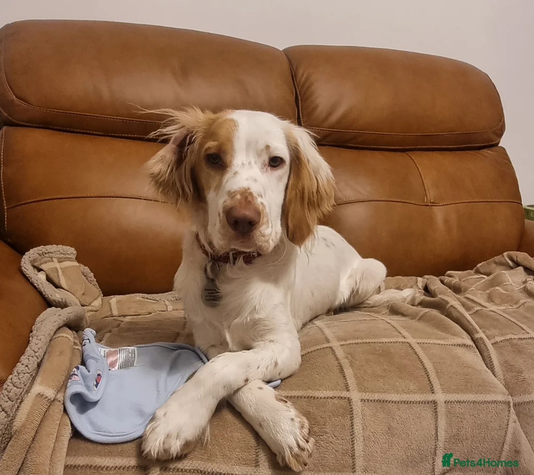 Cocker Spaniel dogs for stud: KC Registered Working Field Cocker Spaniel  in Melton Mowbray - Advert 1