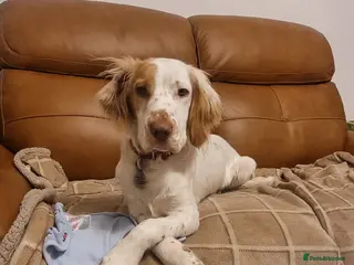 Cocker Spaniel dogs KC Registered Working Field Cocker Spaniel - Advert 5