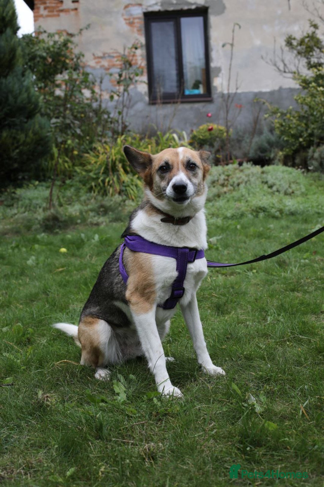 Mixed Breed dogs for adoption:  ❤️🐶Lanie 4-year-old girl with golden heart❤️🐶 - Advert 11