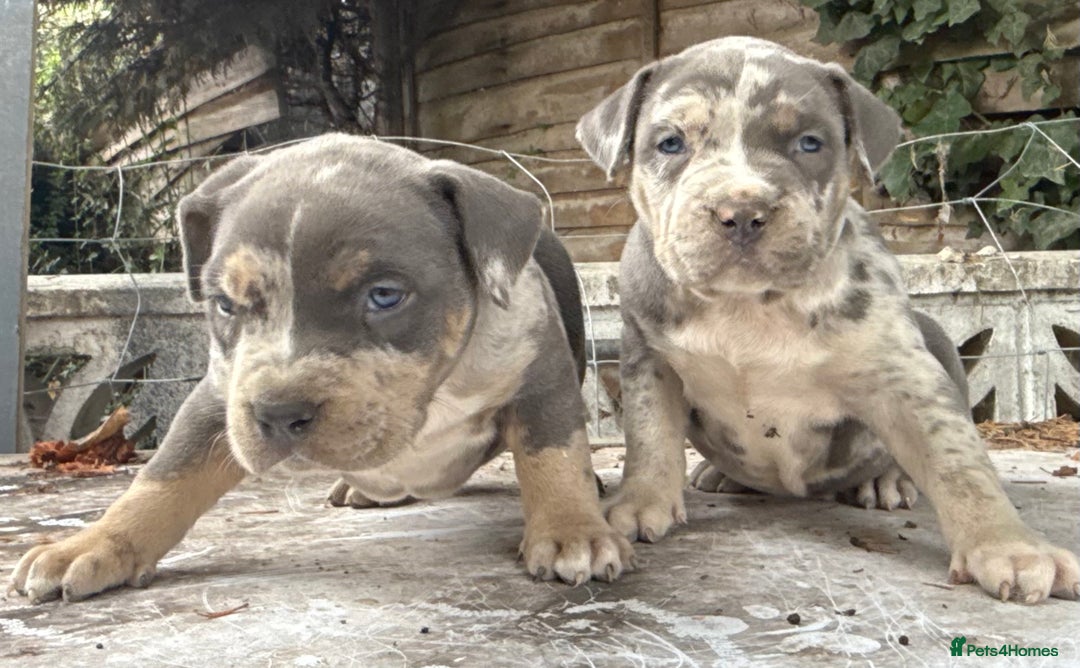 American Bully dogs for sale: Pocket bully puppies ready soon  - Image 9