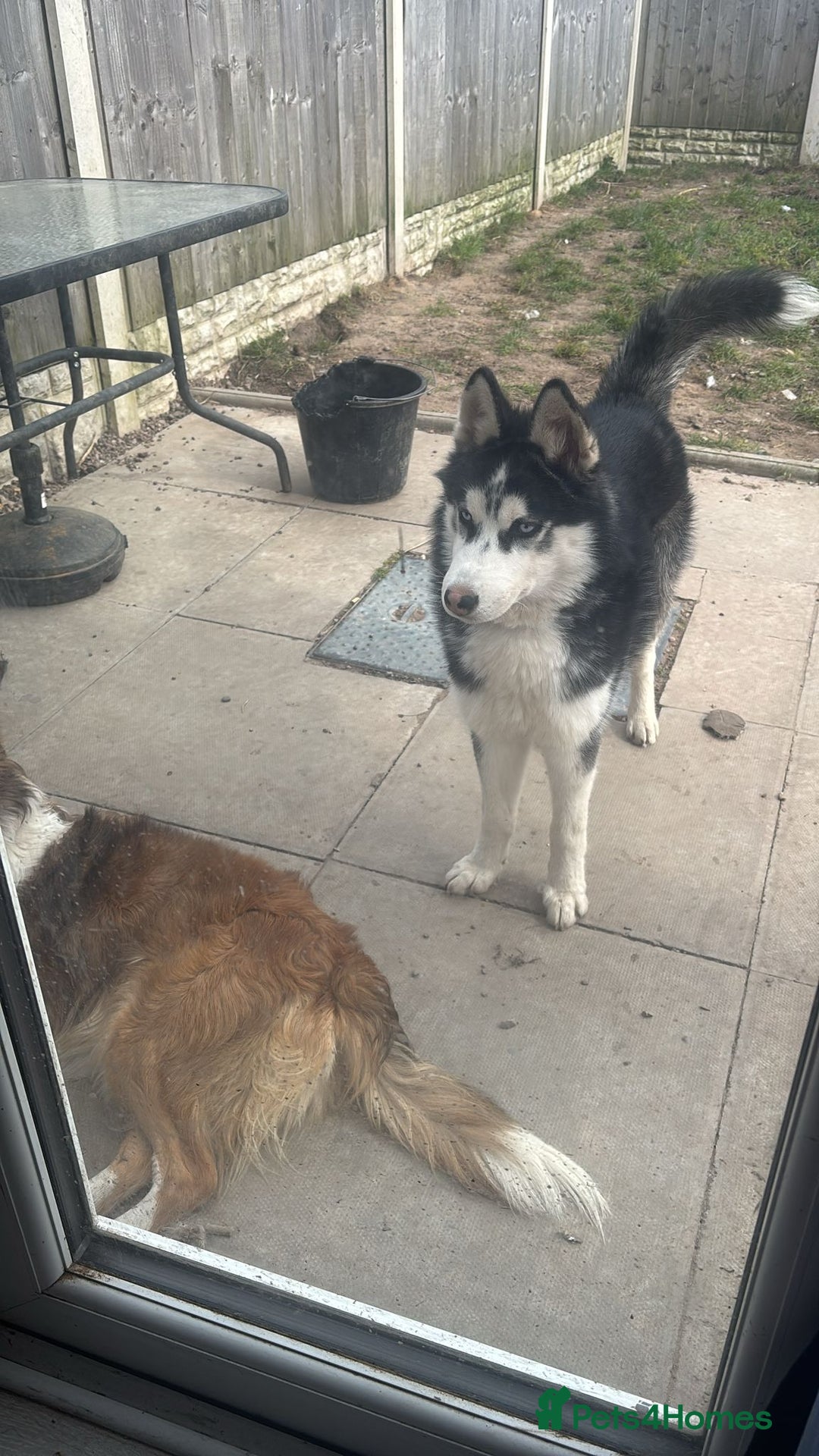 Siberian Husky dogs for sale: Rocky 10 month puppy  - Image 4