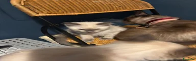 Ragdoll 5