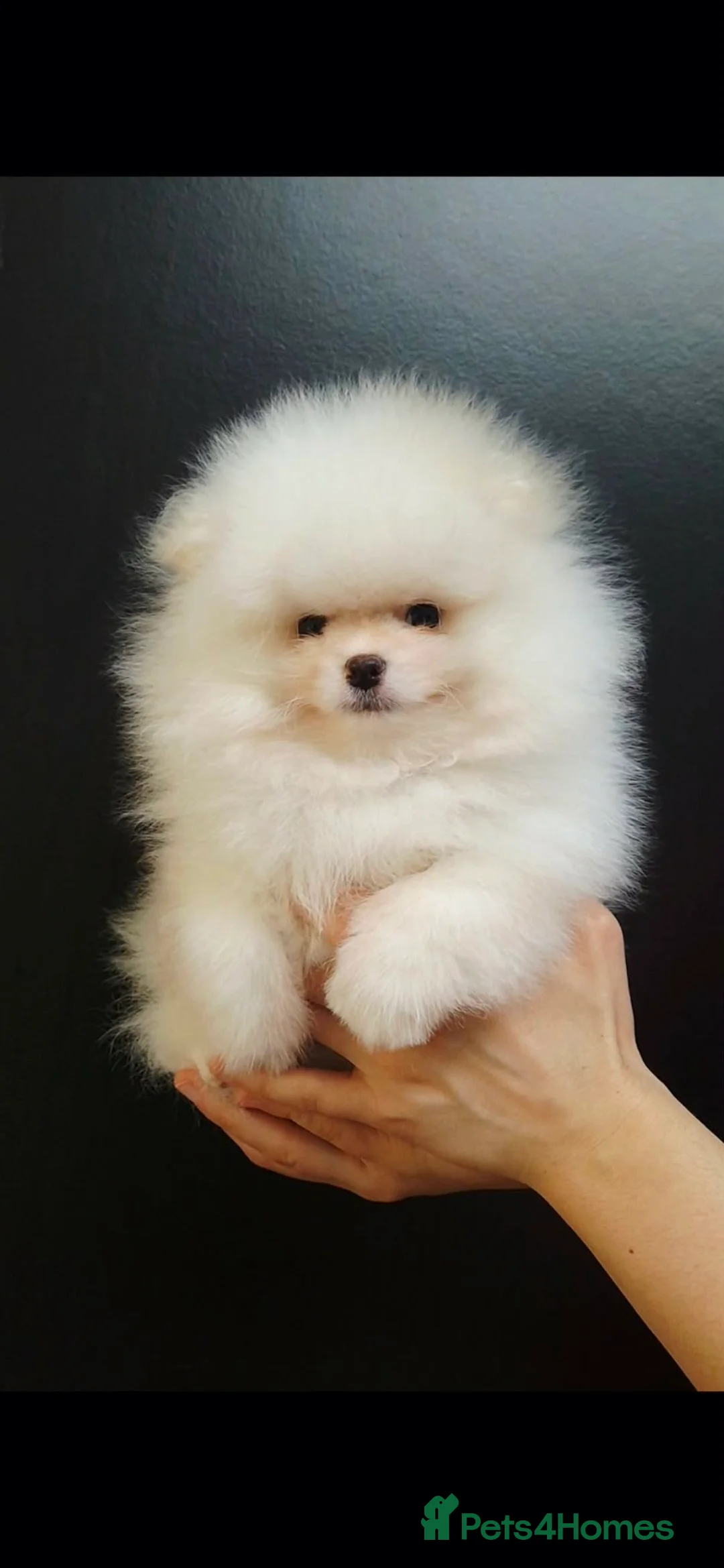 Pomeranian dogs for sale: Top Quality Chunky Teddy Bear Type Pomeranian Boys - Advert 16