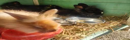 Lionhead rabbits for sale: Lion head  in Chester-le-Street - Advert 8