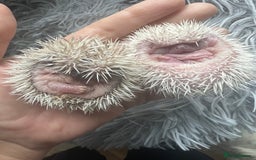 Pygmy Hedgehog rodents for sale: African Pygmy hedgehogs hoglets  - Image 1