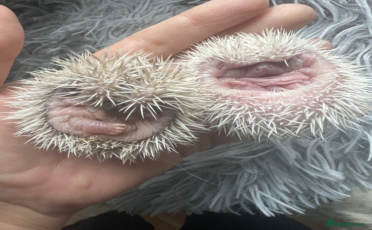 Pygmy Hedgehog rodents - Advert 8