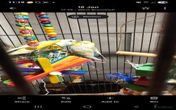 Budgerigars birds for sale: 2 male budgie  - Image 2