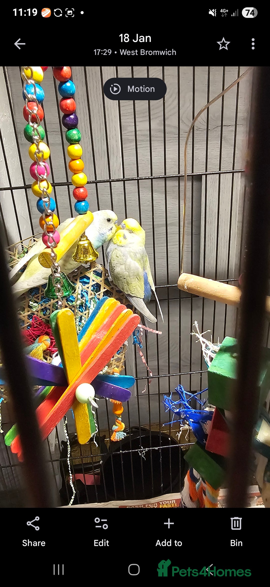 Budgerigars birds for sale: 2 male budgie  - Image 2