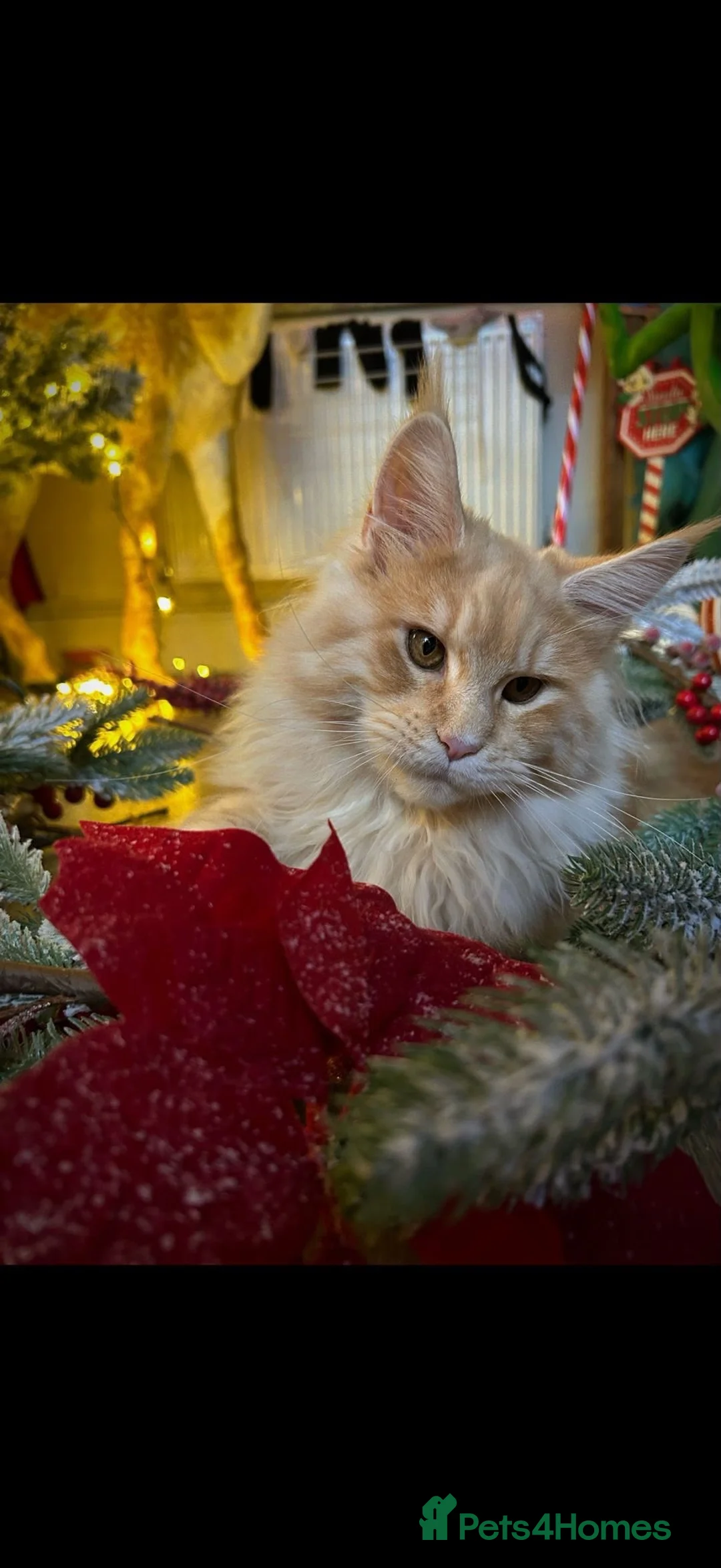 Maine Coon cats for sale: Stunning 2yr Pedigree Maine Coon Girl in Brentwood - Advert 2