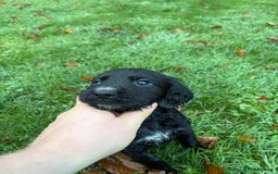 Sprocker dogs for sale: Sprocker spaniel male  - Advert 4