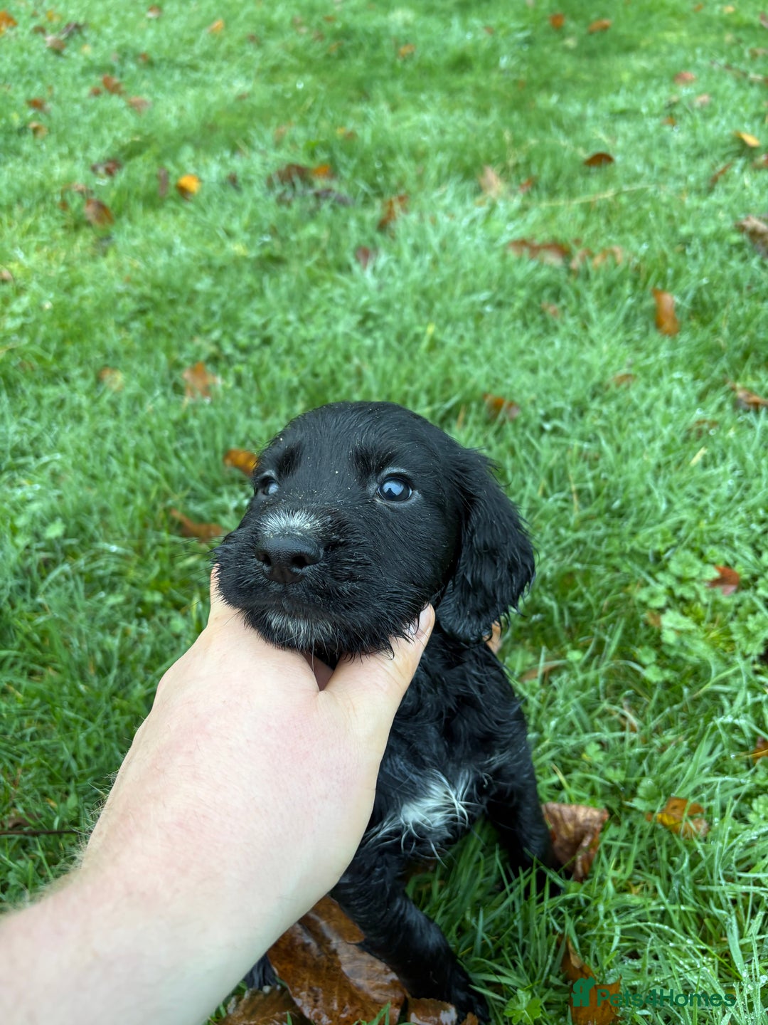 Sprocker dogs for sale: Sprocker spaniel male  - Advert 4