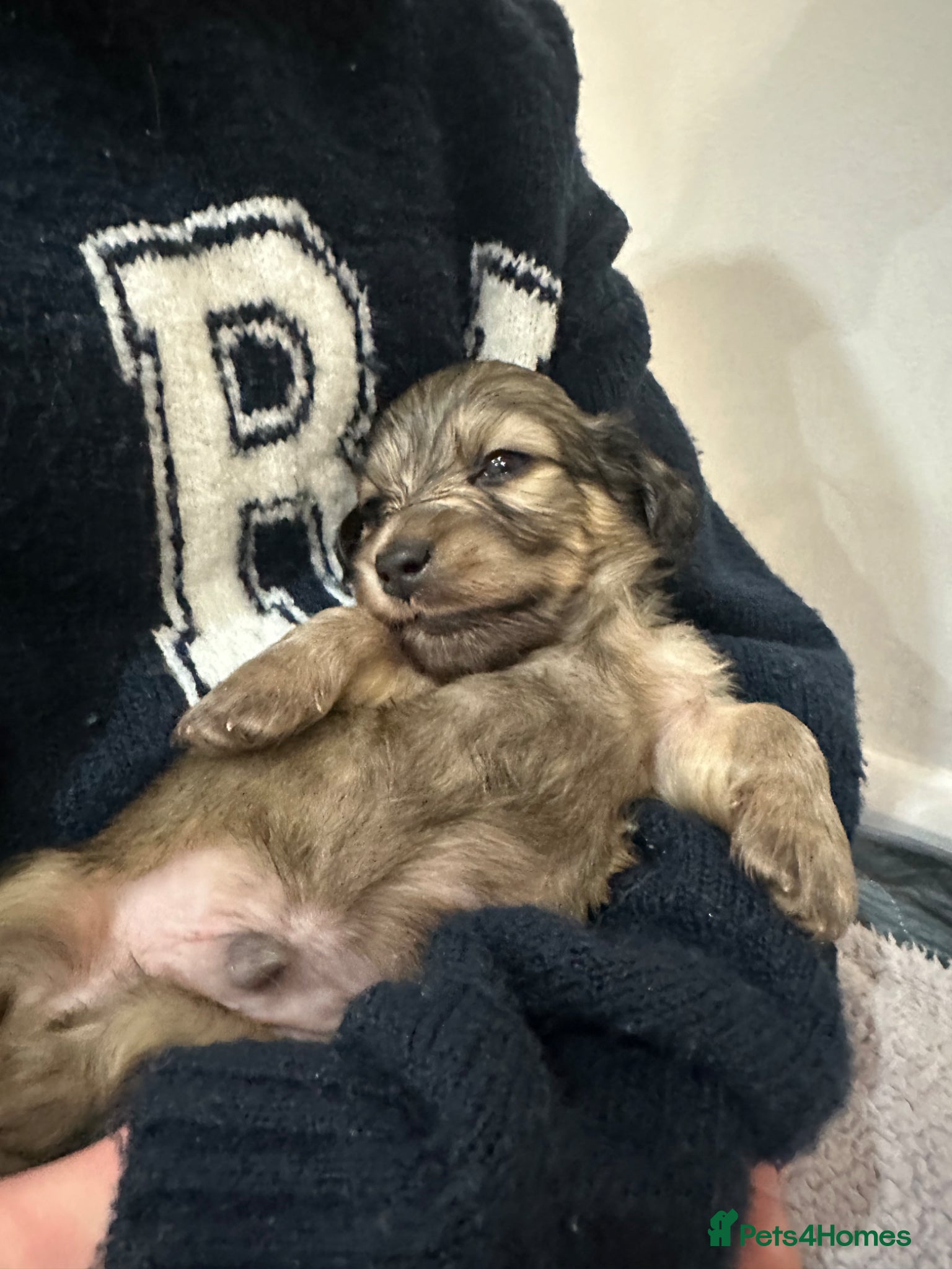 Miniature Dachshund dogs 5 star Licensed family Breeder Shaded Creams - Advert 16