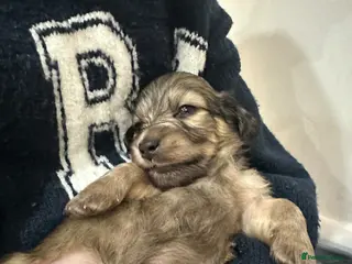 Miniature Dachshund dogs 5 star Licensed family Breeder Shaded Creams - Advert 16