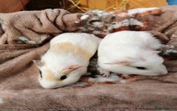 Guinea Pig rodents for sale: Pair of Brother Guinipigs 4 weeks old - Image 4
